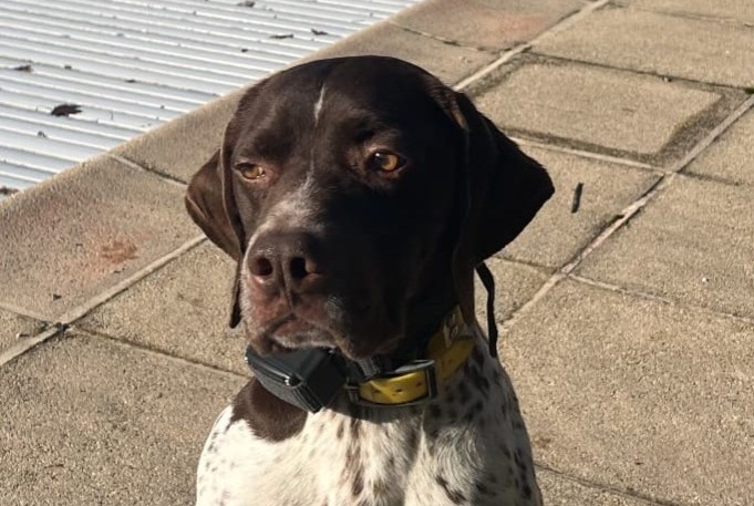 Alerta desaparecimento Cão  Macho , 7 anos Saint-Blaise-du-Buis France
